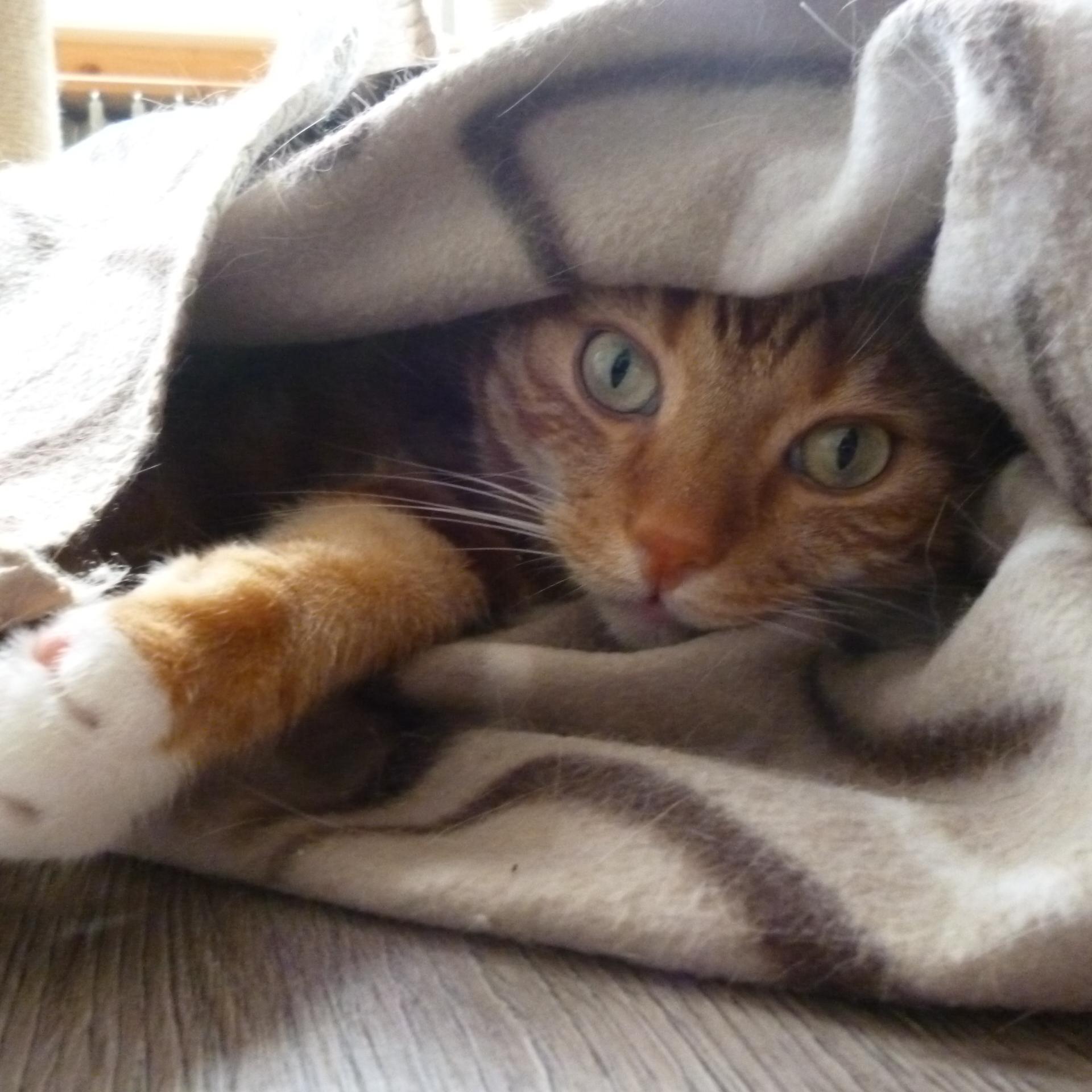 Beste kat van Nederland en omstreking Mijn secretaress is Duitse, daroom de fouten. Kitten are sweet but adult cats are personalities. Better adopt two of them!