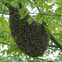 Busy Bee (@soondoosgreen) 's Twitter Profile