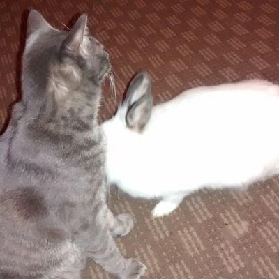 hi I'm  lola bunny and I'm cagefree 24/7 I live with my brother daffy the kitty and my mommy and daddy.. my humies, we run our home...:) we will follow back...