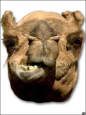 baizhangg's profile picture. Optimistic and kind cynic