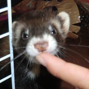 ちゃー えーーっ フェレットってそんな臭い 私はむしろ犬の方が匂い気になるんやけど 好みの問題かな フェレット可愛い匂いやん ちゃー えーーっ フェレットってそんな臭い 私はむしろ犬の方が匂い気になるんやけど 好みの問題かな フェレット可愛い匂いやん