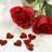 anu455RTMS16's profile image
