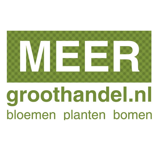 MEERgroothandel planten cash&carry, online groothandel, bloemen, planten, deco, bloemen, leverancier bloemisten, tuincentra, hoveniers, wederverkopers groen.