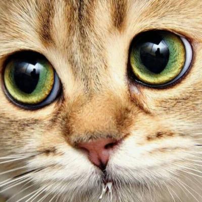 歩く子猫さんのプロフィール画像