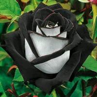 Faysal younis (@faysalyouness) 's Twitter Profile