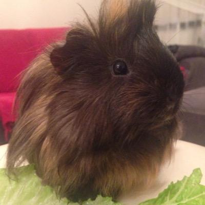 Stuff On A Guinea Pig - My name is Faruk and I'm the hottest chick around here