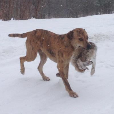 adamoutdoors's profile picture. Outdoor adventurer. Piper. Homesteader.