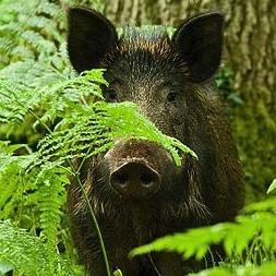 Promoting an understanding of Wild-Boar in the UK.