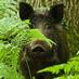 Wild-Boar (@wildboar_uk) Twitter profile photo