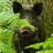WildBoar_UK's profile image
