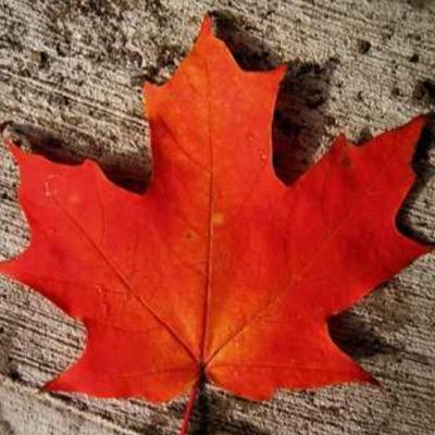 The Maple Leaf Party is a liberal political party that is running for office at Tamanawis Secondary school.

A vote for us is a vote for progress!