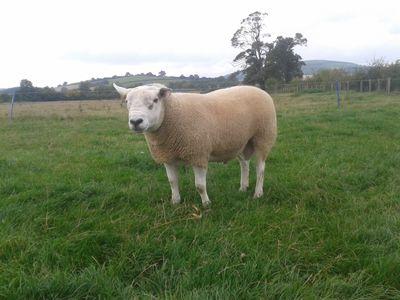 farmerpugh2's profile picture. farm buildings are the day job part time sheep an beef farmer