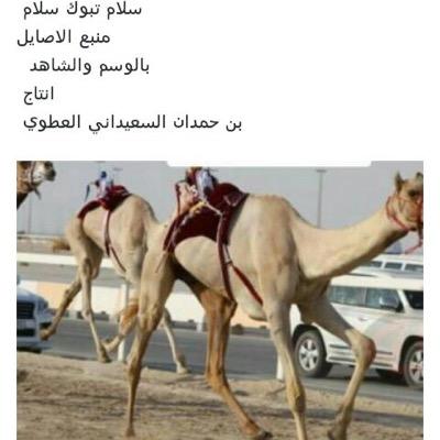 mhaj4242982's profile picture. 