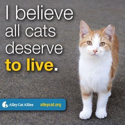 Cat rescue