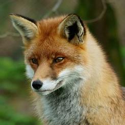 As punning as a fox that used to be Professor of Punning at Oxford University but has moved on, and is now working for the UN at the High Commission of Punning!