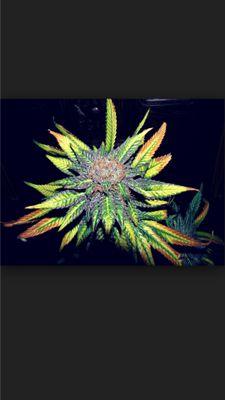 highvibes_stone's profile picture. stay lifted. positive mind and positive vibes