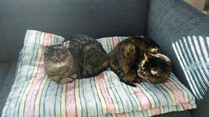 trolleycar434D's profile picture. 