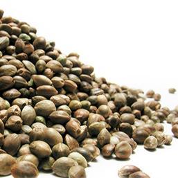 Tulsene's profile picture. Hate anything that end up with an "ist" and is related to an ideology.