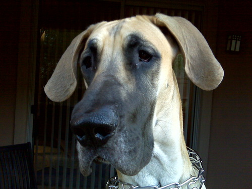 dogs911's profile picture. Official http://t.co/A8TWwgNN0Z's dog oriented Twitter account