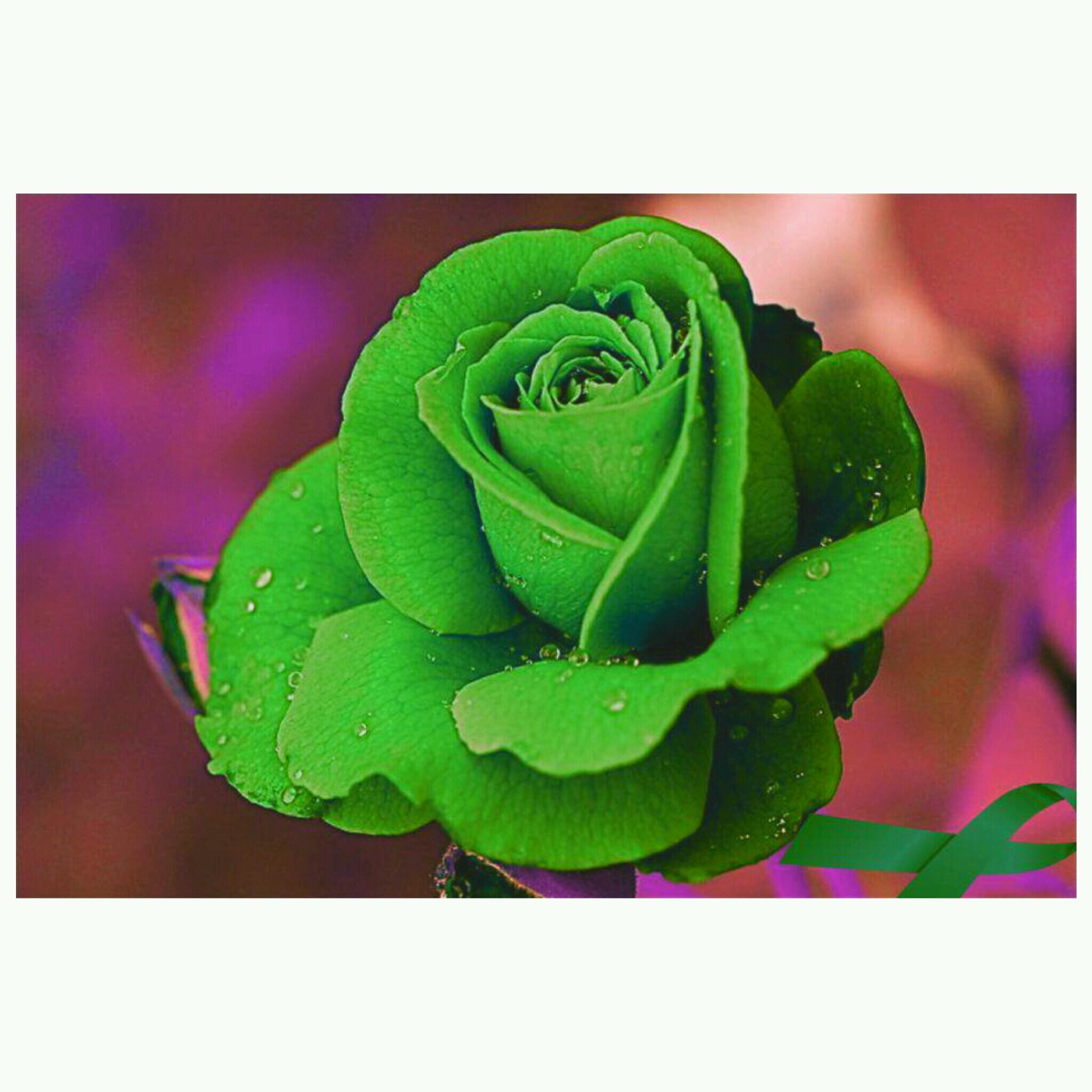 i ♥ allah