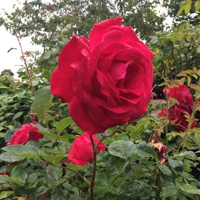 RepentinSinner's profile picture. Please keep this sinner in your precious du'as