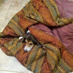 SkinkleSuz's profile picture. 