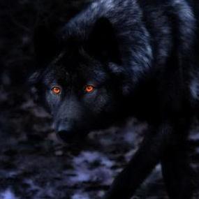 #HaleskiPack related news and bio. Moderator: @BookAndPaws