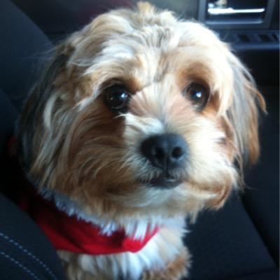 BenjBone's profile picture. hi i'm benji i am a 1 year old doggy as you see in the picture. this the official fan site of benji aka james bone.