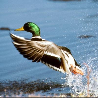 Just a chillin duck flying around in the sky somewhere near you. Rollin it up with my main nigga Deer. Dont be killin my fam just for decreation on the wall.