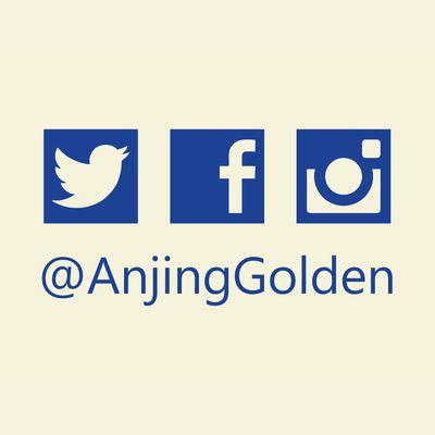 Anjing Golden Retriever