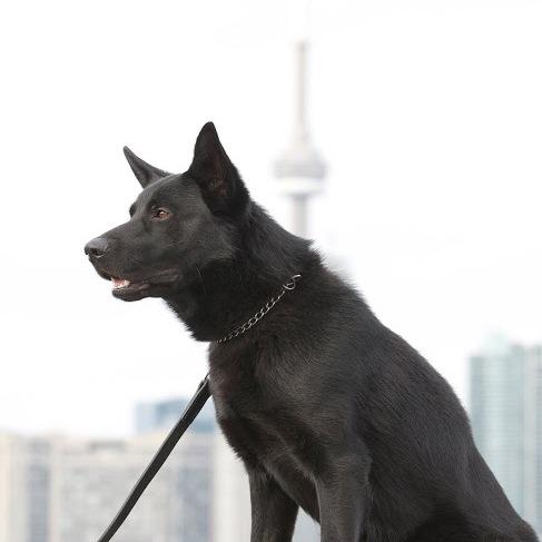 Associate Director Campus Safety and Emergency Management Victoria University in the University of Toronto. Toronto Police Service 41 Division (Retired)