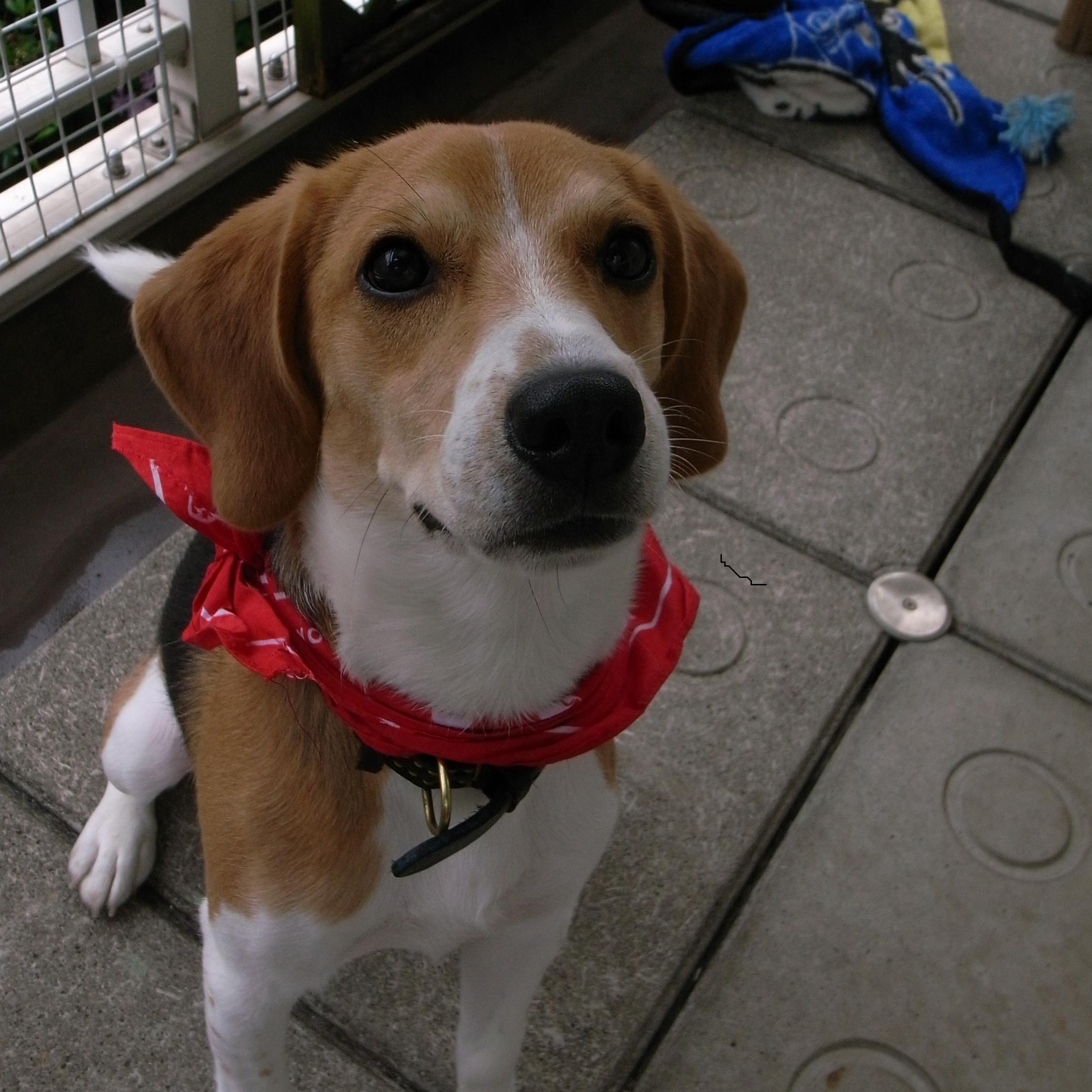 僕たちは食べ物ではありません、僕の仲間を食べないでください！罪もない子(犬、猫）たちに命の期限をつけ理不尽に殺処分するこの国の仕組みに憤りを感じています。僕の仲間を殺さないで！殺処分絶対反対、命を救う取り組みへ！