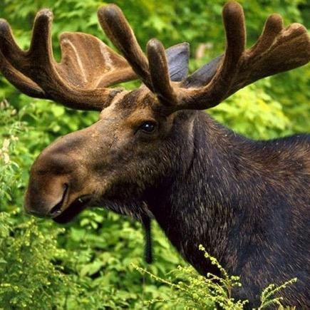 I am a Moose. I like to do Moose things.
