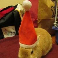 Stuff On A Rabbit (@stuff0narabbit) Twitter profile photo