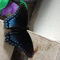 icantdoitanymore (@icntdothisnemor) 's Twitter Profile Photo