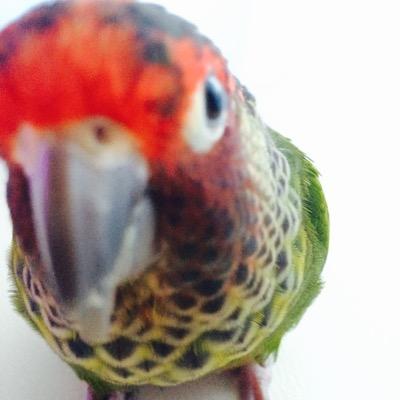 バライロビタイウロコインコのオクラ(10歳)&ターコイズブルーのわさび(4歳)時々実家のオカメインコ(菊丸)♡♡ペットショップ店員の飼い主と楽しく暮らしています♪