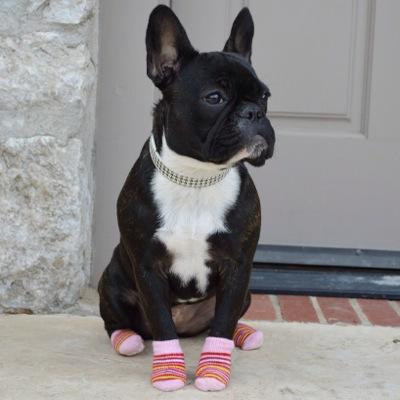 Fashion Forward Frenchie // Modern dog fashion blog for stylish dogs and their owners