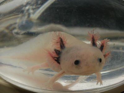 2年18人、1年17人で、理科棟2階生物実験室で活動しています。磯観察や合宿など様々な活動をしています！ 御質問等があればお気軽にDMください！ 個人のアカウントはフォローしていません。ご了承下さい。m(__)m #全国科学部連合