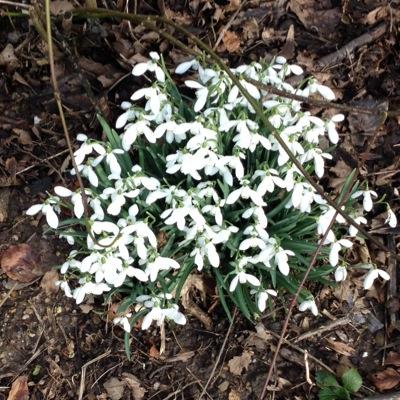 suzcambourne's profile picture. 