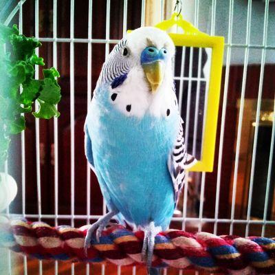 BluieArmstrong's profile picture. A cool cat who happens to be a budgie.