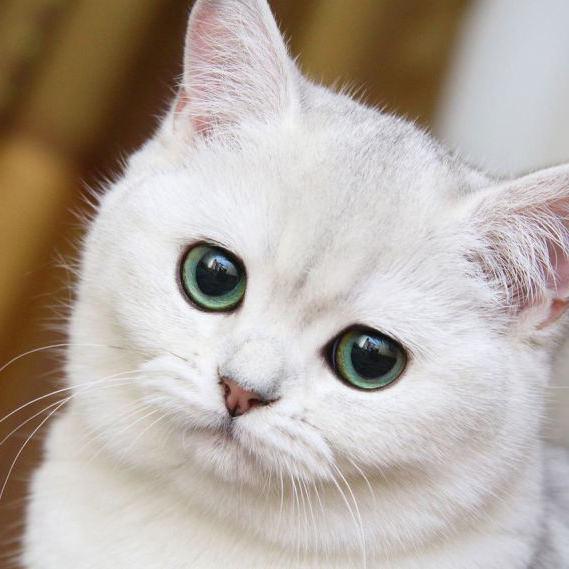 マッサンハマり中♡無言フォローOK♡ミルクティー♡ねこさま♡メロンパン♡