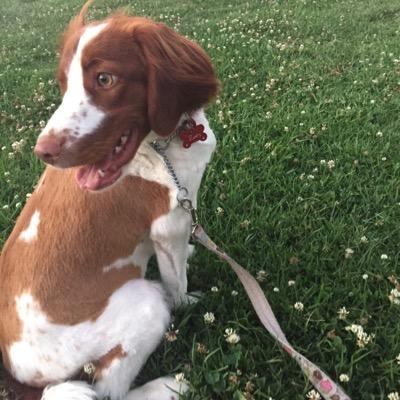 ZoeyDoge's profile picture. Zoey the doge, (un)official Zobo mascot - because some insane girl in Australia named her puppy after the amazing QUEEN @ZoeyDeutch