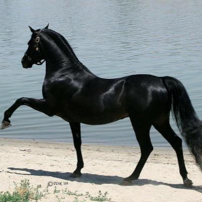 khazztraders's profile picture. 