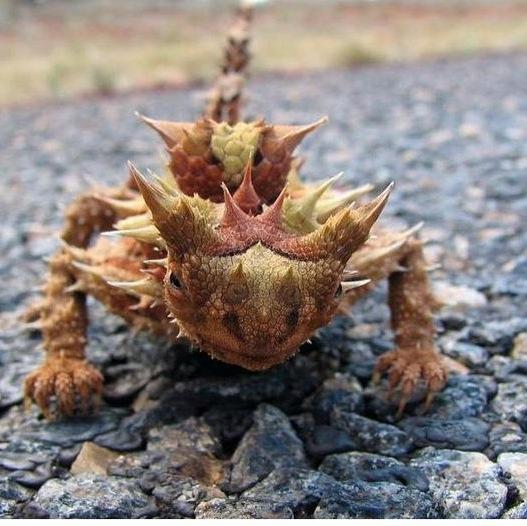 blauerkojote's profile picture. #Conflict and #Displacement Researcher