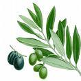 Bloguero desde 2005 con la mayor hemeroteca de aceite de oliva en internet. Más de 2500 posts dedicados al aceite de oliva, olive oil, huile d'olive