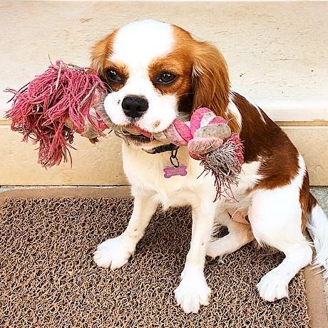 ItsPuppyWorld's profile picture. Proud King Charles Cavalier Owner, I want to bring our 4-legged friends in one place. Check Photos since I reply to people it's not only puppies :D