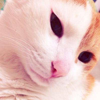 ニャンコ、植物好きなFJK1^ ^ 超絶あらしあんず♡相葉さんよりのオール担 デジ魂名古屋6日初参戦！嵐の皆さんに感謝カンゲキ雨嵐\(//∇//)\