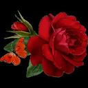 rawan mustafa - @RMustafa2015 - Twitter