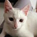 Steve Cho - @chapmanmancho - Twitter