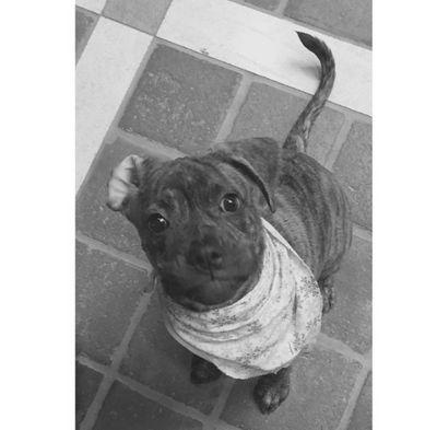 Newest Grande Pup Barley Getting Used To This Loving Family